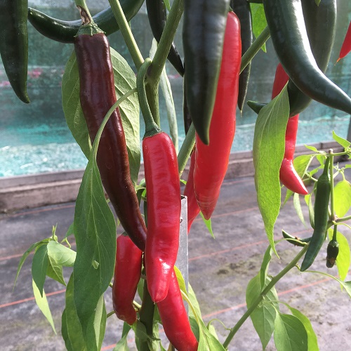 Chilli Fuego